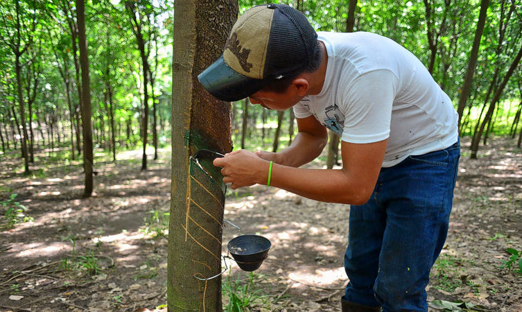 rubber-plantations-visit-img